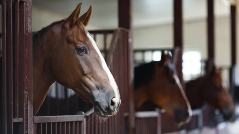 Φρίκη στη Χαλκίδα – Νεκρό άλογο στο οδόστρωμα, το είχαν δέσει με αλυσίδες και σχοινιά σε κολώνα φωτισμού