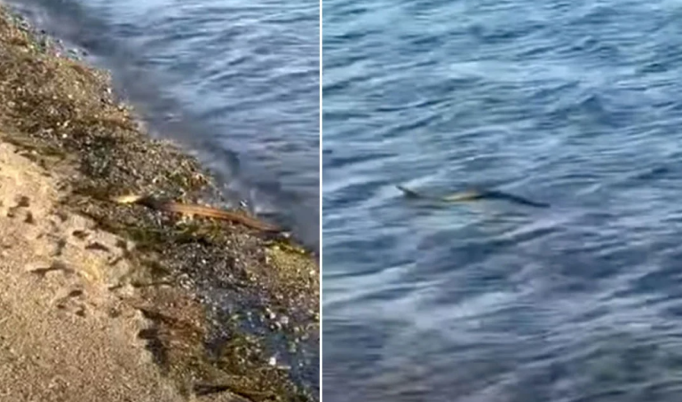 Αναστάτωση στην Εύβοια με φίδι που κολυμπάει σε θάλασσα