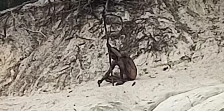 Μυστηριώδης «λυκάνθρωπος» εντοπίστηκε σε δάσος της Γερμανίας -Γυμνός, καλυμμένος με λάσπη