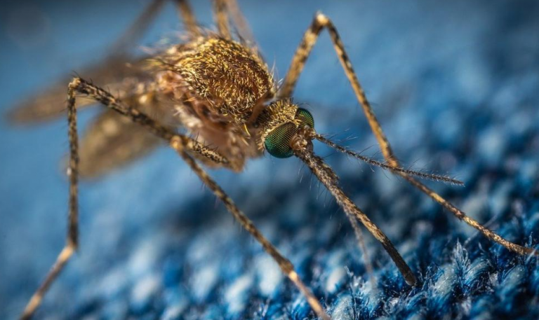 Παγκόσμιος χαμός: Απελευθέρωση 2 δις γενετικά τροποποιημένων κουνουπιών;