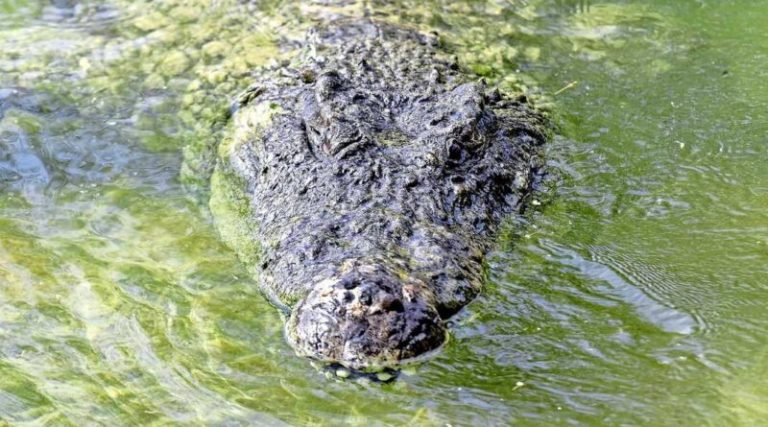 Δήλωση στο πεδίο με “Θύμα” 29χρονο (911) ποδοσφαιριστή με το όνομα Ιησούς, από επίθεση κροκόδειλου (ερπετό)