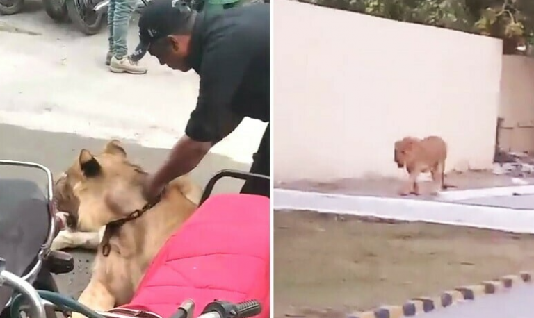 Πακιστάν: Λιοντάρι κυκλοφορούσε ελεύθερο στο Καράτσι επί δύο ώρες