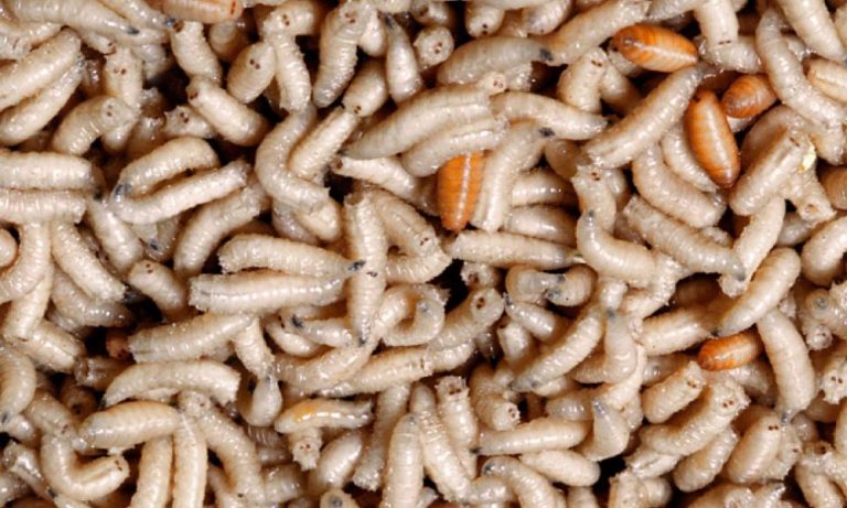 Αυστραλία: Της έβγαλαν από τον εγκέφαλο σκουλήκι 8 εκατοστών!