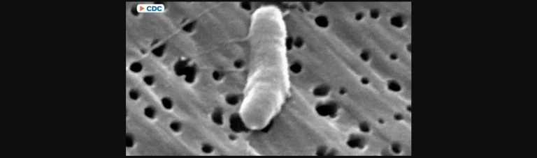 Ατλάντα: Εντοπίστηκε παρασιτικό σκουλήκι που μπορεί να εισέλθει στον εγκέφαλο