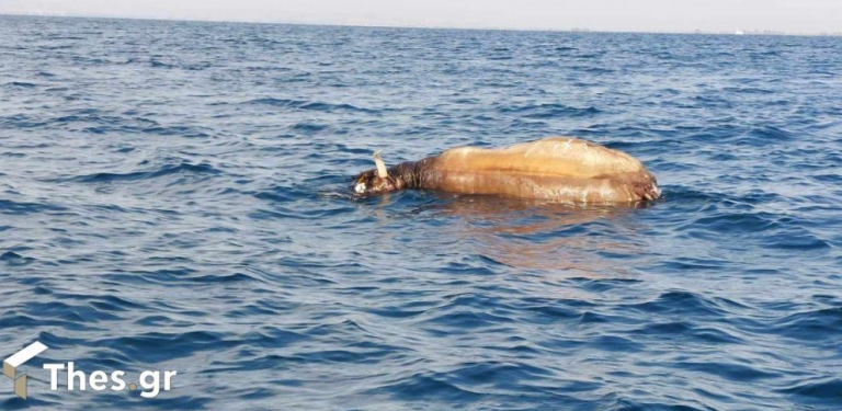 Νεκρή αγελάδα βρέθηκε να επιπλέει ανοιχτά της Θεσσαλονίκης