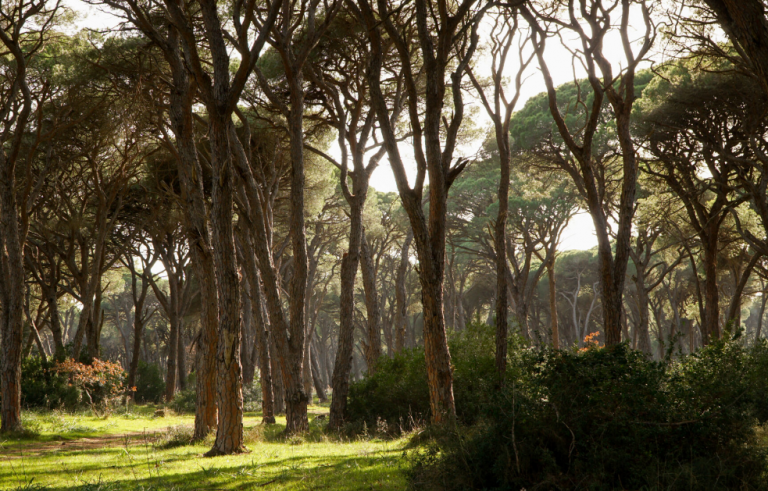 Μέσα στο βράδυ ξέσπασε φωτιά στο δάσος της Στροφυλιάς
