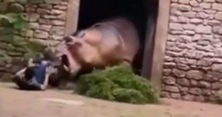 Τρομακτικό βίντεο: Η στιγμή της επίθεσης ιπποπόταμου κατά εργαζόμενου σε ζωολογικό κήπο στην Κίνα