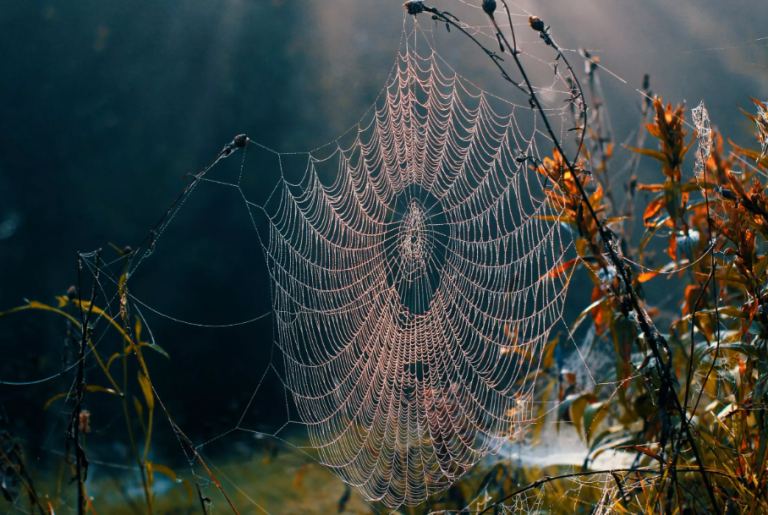 Tα μάγια έχουν θύματα