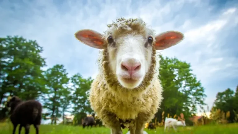 Λέσβος: Εντοπίστηκε κρούσμα ευλογιάς των προβάτων
