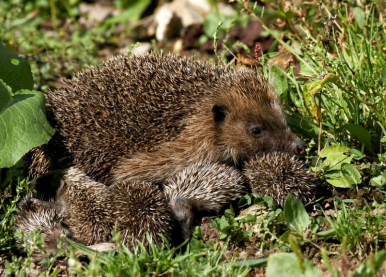 Γιὰ νὰ συμβιώσης πρέπει νὰ φᾶς πότε- πότε καὶ καμμιὰ γρατσουνιὰ ἀπὸ ἐκεῖνον πού σοῦ εἶναι πιὸ κοντινός..