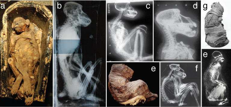 Λύθηκε το μυστήριο των αιγυπτιακών μούμιων μπαμπουίνων μετά από 118 χρόνια