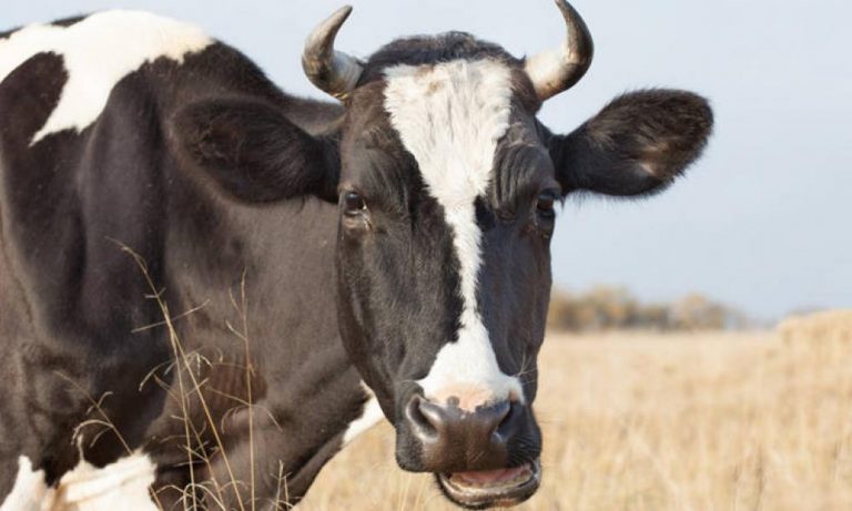 Σοκαριστικό δυστύχημα στην Μύκονο: Φρικτός θάνατος άνδρα – Τον κάρφωσε αγελάδα με τα κέρατα στην καρδιά