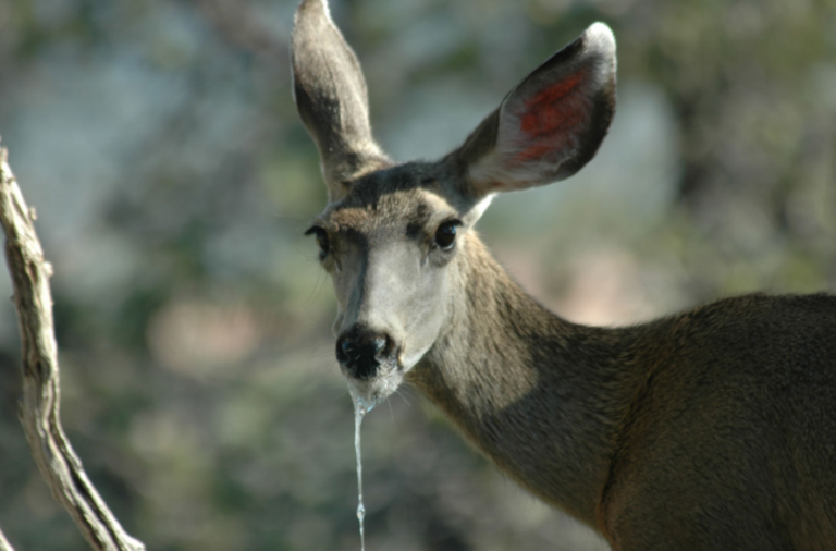 Ελάφια “ζόμπι”: Εξαπλώνεται η ασθένεια και η ανησυχία για τη μετάδοση στον άνθρωπο