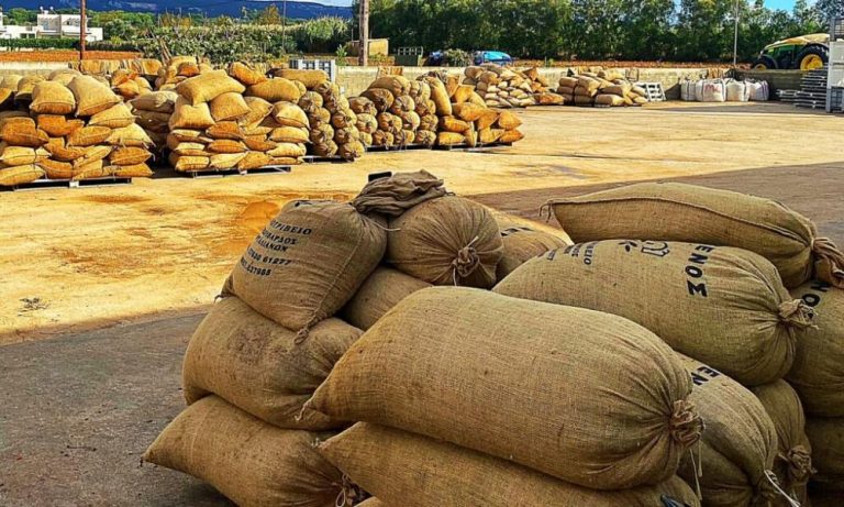 «Βούτηξαν» 36 σάκους με ελιές από κτήμα στη Μεσσηνία