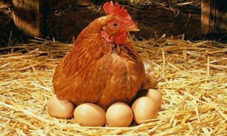 ΗΠΑ: Στα ύψη η τιμή των αυγών λόγω της… γρίπης των πτηνών!