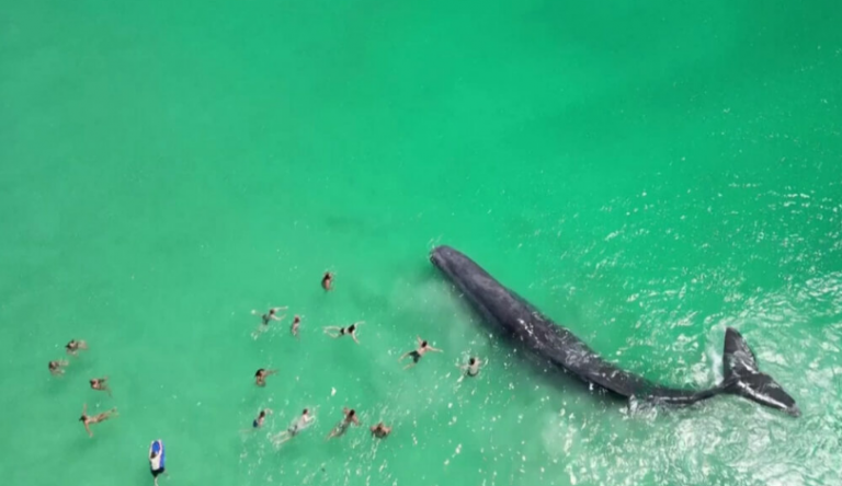 Αυστραλία: Φάλαινα πλησίασε υπερβολικά τους λουομένους – Λίγες ώρες μετά πέθανε