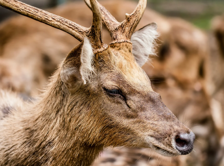 Η ασθένεια ζόμπι εξαπλώνεται μεταξύ των ελαφιών στις ΗΠΑ