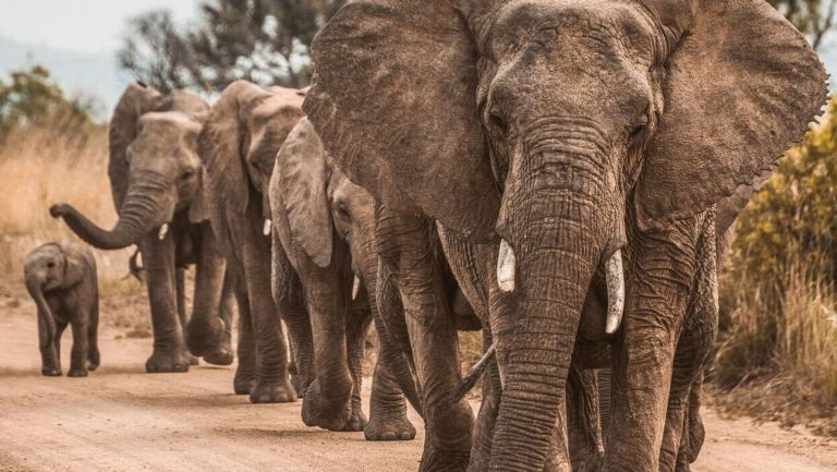 Ζιμπάμπουε: Ελέφαντες πεθαίνουν καθώς λιγοστεύουν τα νερά σε Εθνικό Πάρκο λόγω κλιματικής αλλαγής