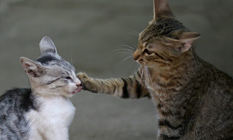 Μυστήριο στην Τερψιθέα Λάρισας: Εξαφανίστηκαν ξαφνικά όλες οι γάτες στο χωριό