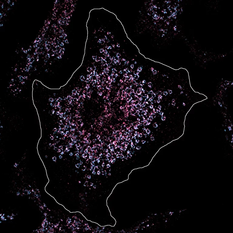 Ανακαλύφθηκε τι πυροδοτει τον λύκο