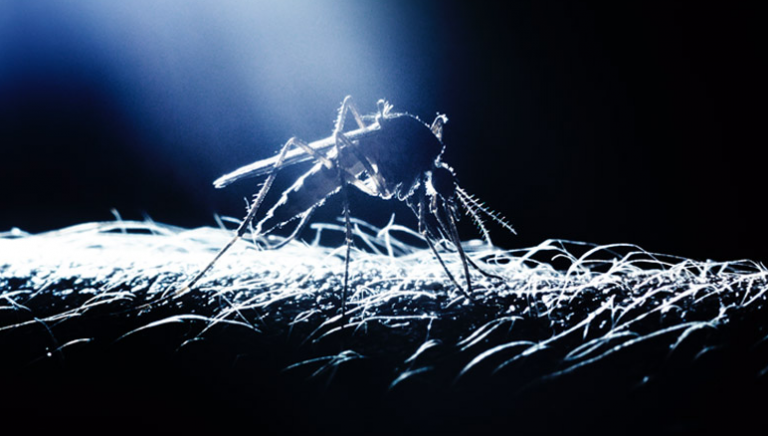 Ο δάγκειος πυρετός αυξάνεται κατά 400% στη Βραζιλία μετά την απελευθέρωση γονιδιακά τροποποιημένων κουνουπιών που υποστηρίζονται από τον Μπιλ Γκέιτς