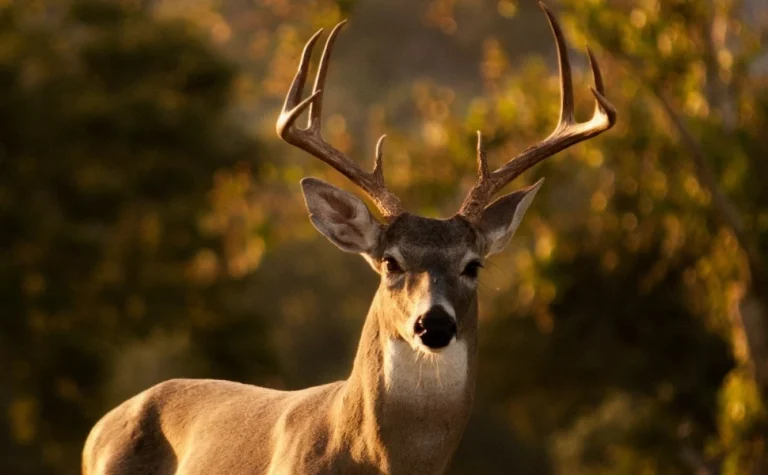 «Ζόμπι ελάφια»: Εξαπλώνεται η νέα επικίνδυνη ασθένεια – Μπορεί να μολύνει τον άνθρωπο;