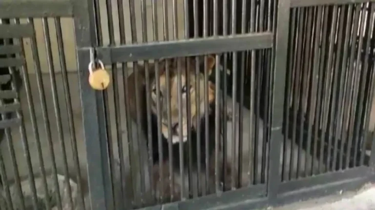 Ινδία: Λιοντάρι κατασπάραξε άνδρα που μπήκε στο κλουβί για μια σέλφι