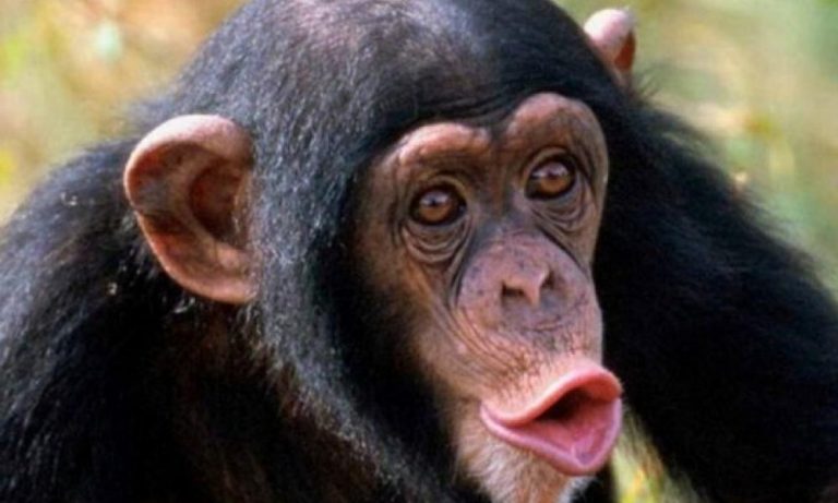 Μακάβριο θέαμα! Ταξιδιώτης στην Βοστώνη είχε στις βαλίτσες…μουμιοποιημένες μαϊμούδες!