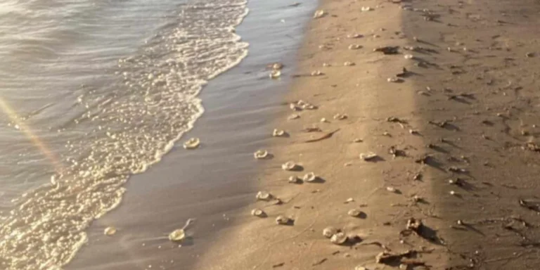 Λήμνος: Η θάλασσα ξέβρασε εκατοντάδες μέδουσες στην παραλία Πλατύ