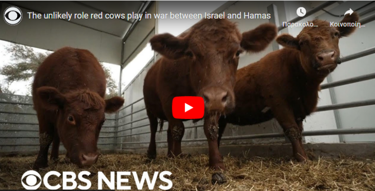 Ένας “τεράστιος βωμός” για τη θυσία των κόκκινων δαμάλεων κατασκευάστηκε στο Ισραήλ