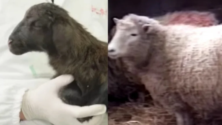 Επιστήμονες στη Κίνα ανακοίνωσαν την επιτυχή κλωνοποίηση μιας κατσίκας: Χρησιμοποίησαν την ίδια τεχνική με το πρόβατο Ντόλι