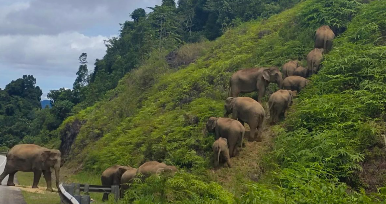 Οι ελέφαντες σε όλο τον κόσμο άρχισαν να μετακινούνται σε υψηλότερα εδάφη.