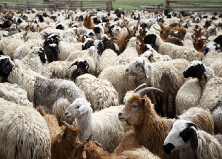 Θερίζει η ευλογιά των προβάτων στη χώρα μας – Κλείνουν σφαγεία το ένα μετά το άλλο