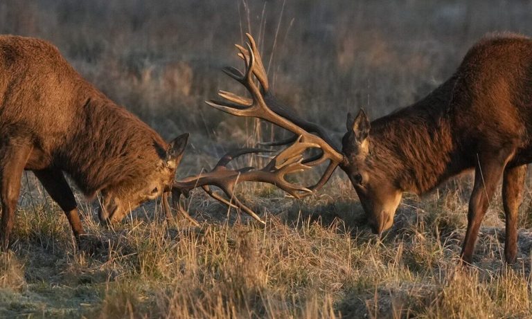Τρόμος στις ΗΠΑ: Φόβοι ότι κυνηγοί πέθαναν από τη νόσο των «ελαφιών ζόμπι» – Πώς μολύνθηκαν
