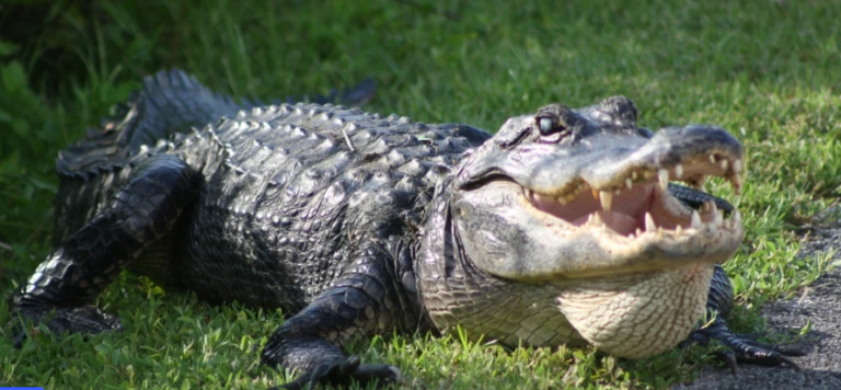 Τραγωδία στο Μεξικό: Όχημα έπεσε πάνω σε αλιγάτορα – Στους τρεις οι νεκροί