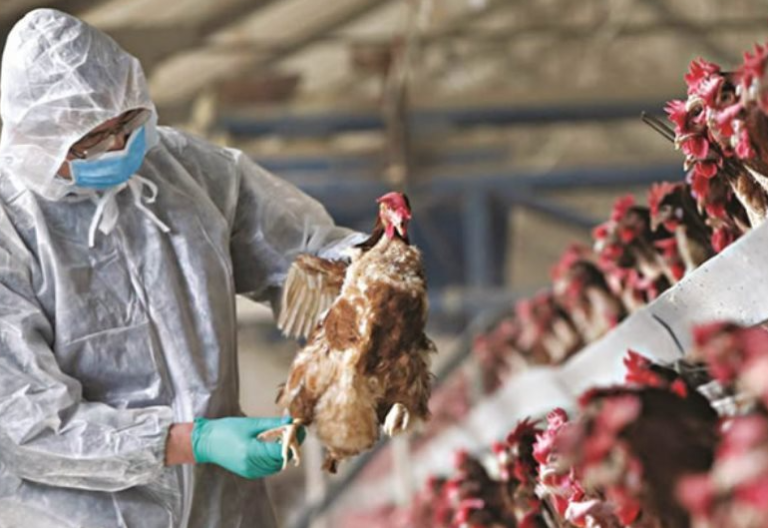 Γρίπη των πτηνών – ΕΕ: Υπό παρακολούθηση 34 επικίνδυνες μεταλλάξεις του ιού