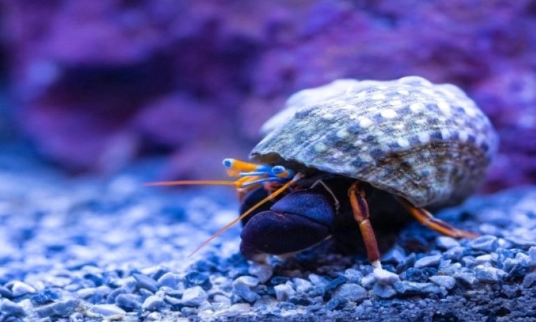 Η ανατριχιαστική ανακάλυψη που έκαναν οι επιστήμονες στο βυθό της Ερυθράς Θάλασσας: Οι «λίμνες θανάτου» προβληματίζουν τους ειδικούς