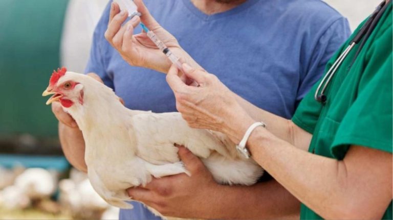 Συναγερμός στον ΠΟΥ: Πρώτος θάνατος ανθρώπου εξαιτίας της γρίπης των πτηνών H5N2