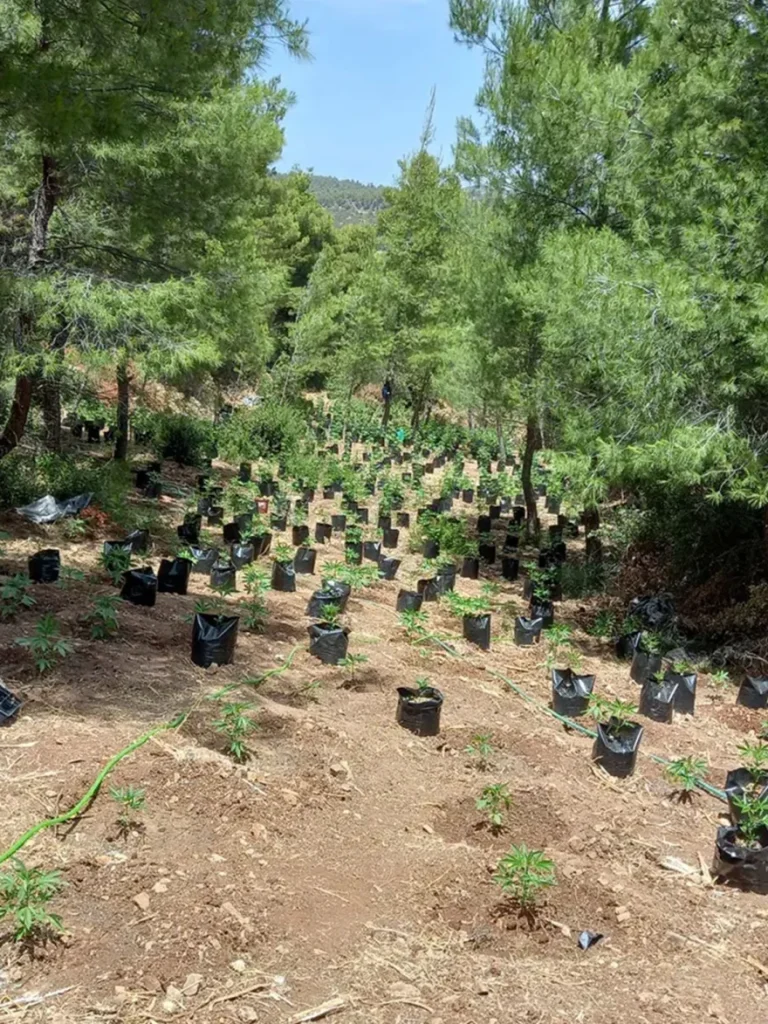 Βρήκαν χασισοφυτεία με 1.714 δενδρύλλια στη Βοιωτία