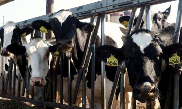 Γρίπη των πτηνών: Αγελάδες που μολύνθηκαν πέθαναν ή θανατώθηκαν σε 5 πολιτείες των ΗΠΑ