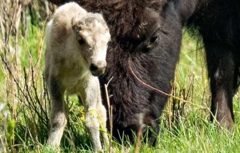 BBC: Το «σημάδι» που είδαν οι ιθαγενείς στον ιερό λευκό βίσωνα – Η προφητεία που φέρνει αλλαγές