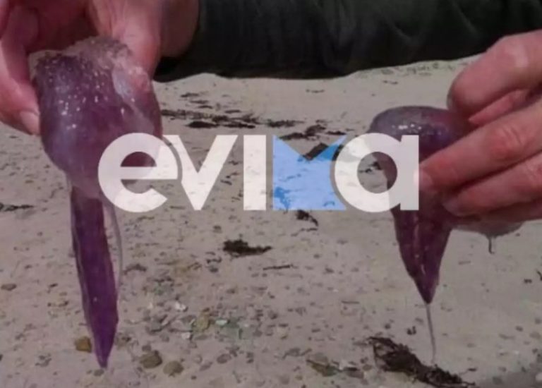 ΕΙΔΗΣΕΙΣ ΕΥΒΟΙΑ Εύβοια: Ανησυχία για τις μωβ μέδουσες και φέτος στο νησί- Τα σημάδια ότι μας τσίμπησαν και τι πρέπει να κάνουμε
