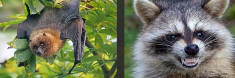 ΗΠΑ: Αυξάνονται οι προειδοποιήσεις για λύσσα σε όλες τις πολιτείες από ρακούν και νυχτερίδες