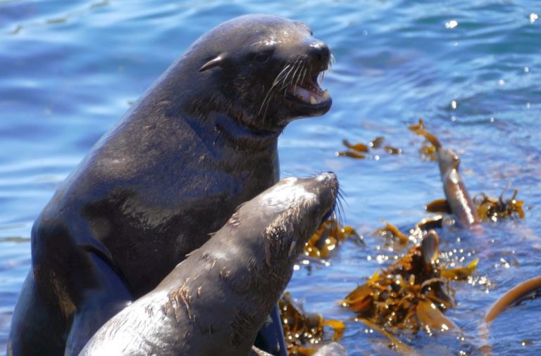 Λύσσα: Πρωτοφανής επιδημία σε φώκιες της Νότιας Αφρικής – Επιθέσεις σε ανθρώπους