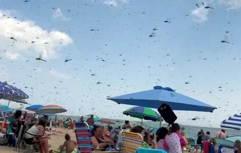 Απόκοσμο θέαμα με λιβελούλες να εισβάλουν σε παραλία – Έντρομοι οι λουόμενοι