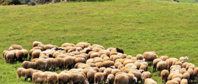 Καλαμπάκα: Σύσκεψη για την αντιμετώπιση της πανώλης σε αιγοπρόβατα