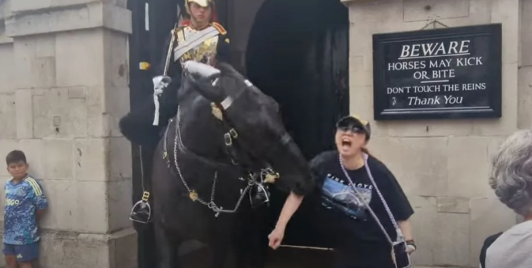 Νέο επεισόδιο με άλογο του Βασιλιά Κάρολου: Δάγκωσε τουρίστρια στο χέρι, εκείνη λιποθύμησε