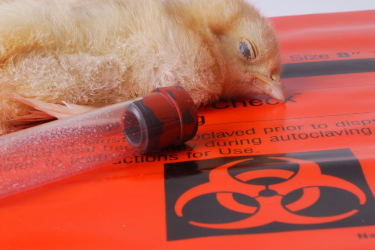 Πανδημία 2.0 έτοιμη να ξεκινήσει: FDA θα χορηγήσει άδεια επείγουσας χρήσης (EUA) σε εμβόλια γρίπης των πτηνών mRNA, όπως ακριβώς συνέβη με το COVID