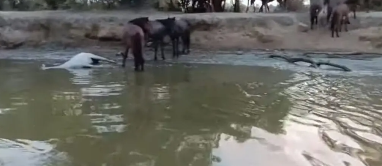 Νεκρά άλογα στο Δέλτα του Έβρου