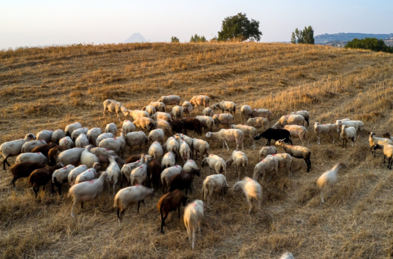 Κοζάνη: Σήμερα η θανάτωση 200 προβάτων λόγω ευλογιάς -Μέτρα για να μη μεταδοθεί ο ιός